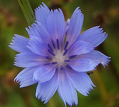 Chicory
